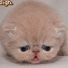 Avatar-animado-Animal-1117.gif