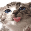 Avatar-animado-Animal-1118.gif