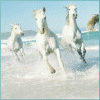 Avatar-animado-Animal-1142.gif