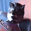 Avatar-animado-Animal-1144.gif