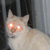 Avatar-animado-Animal-1148.gif