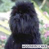 Avatar-animado-Animal-1149.gif