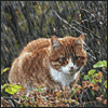 Avatar-animado-Animal-1156.gif