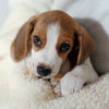 Avatar-animado-Animal-1163.gif