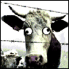 Avatar-animado-Animal-1186.gif