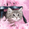 Avatar-animado-Animal-1188.gif