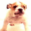 Avatar-animado-Animal-1191.gif
