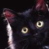 Avatar-animado-Animal-1193.gif