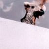 Avatar-animado-Animal-1201.gif