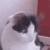 Avatar-animado-Animal-1222.gif