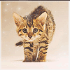 Avatar-animado-Animal-1224.gif