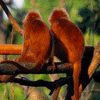 Avatar-animado-Animal-1240.gif