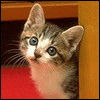 Avatar-animado-Animal-1252.gif