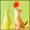 Avatar-animado-Animal-1267.gif