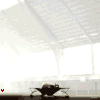 Avatar-animado-Animal-1272.gif