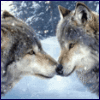 Avatar-animado-Animal-1277.gif