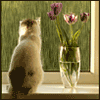 Avatar-animado-Animal-1293.gif
