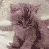 Avatar-animado-Animal-1309.gif