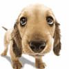 Avatar-animado-Animal-1313.gif