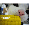Avatar-animado-Animal-1324.gif