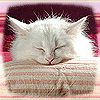 Avatar-animado-Animal-1330.gif