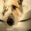 Avatar-animado-Animal-1334.gif