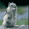 Avatar-animado-Animal-1339.gif