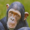 Avatar-animado-Animal-134.gif
