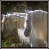 Avatar-animado-Animal-1340.gif