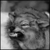 Avatar-animado-Animal-1341.gif
