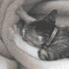 Avatar-animado-Animal-1357.gif