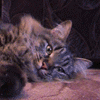 Avatar-animado-Animal-1361.gif