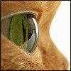 Avatar-animado-Animal-1366.gif