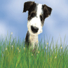 Avatar-animado-Animal-1372.gif