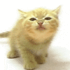 Avatar-animado-Animal-1385.gif