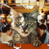 Avatar-animado-Animal-1388.gif