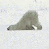 Avatar-animado-Animal-1405.gif