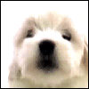 Avatar-animado-Animal-1411.gif