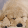 Avatar-animado-Animal-1416.gif