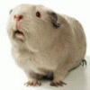 Avatar-animado-Animal-1420.gif