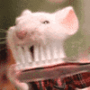 Avatar-animado-Animal-1424.gif