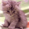 Avatar-animado-Animal-1433.gif