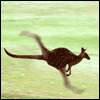 Avatar-animado-Animal-1439.gif