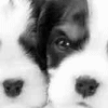 Avatar-animado-Animal-144.gif