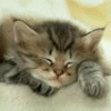 Avatar-animado-Animal-1446.gif