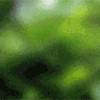 Avatar-animado-Animal-1449.gif