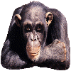 Avatar-animado-Animal-1465.gif