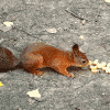 Avatar-animado-Animal-1466.gif