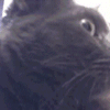Avatar-animado-Animal-1478.gif