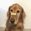 Avatar-animado-Animal-1480.gif